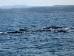 Image of gray whales