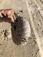 Nautilus stenomphalus G. B. Sowerby II 1849 resmi