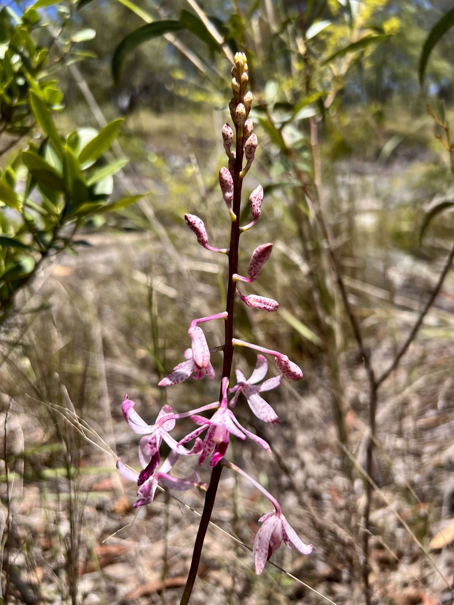 Image of Leafy hyacinth orchid