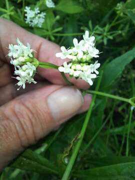 Image of navel cornsalad