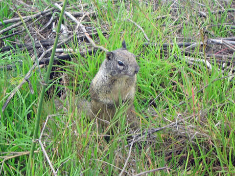 Plancia ëd Otospermophilus Brandt 1844