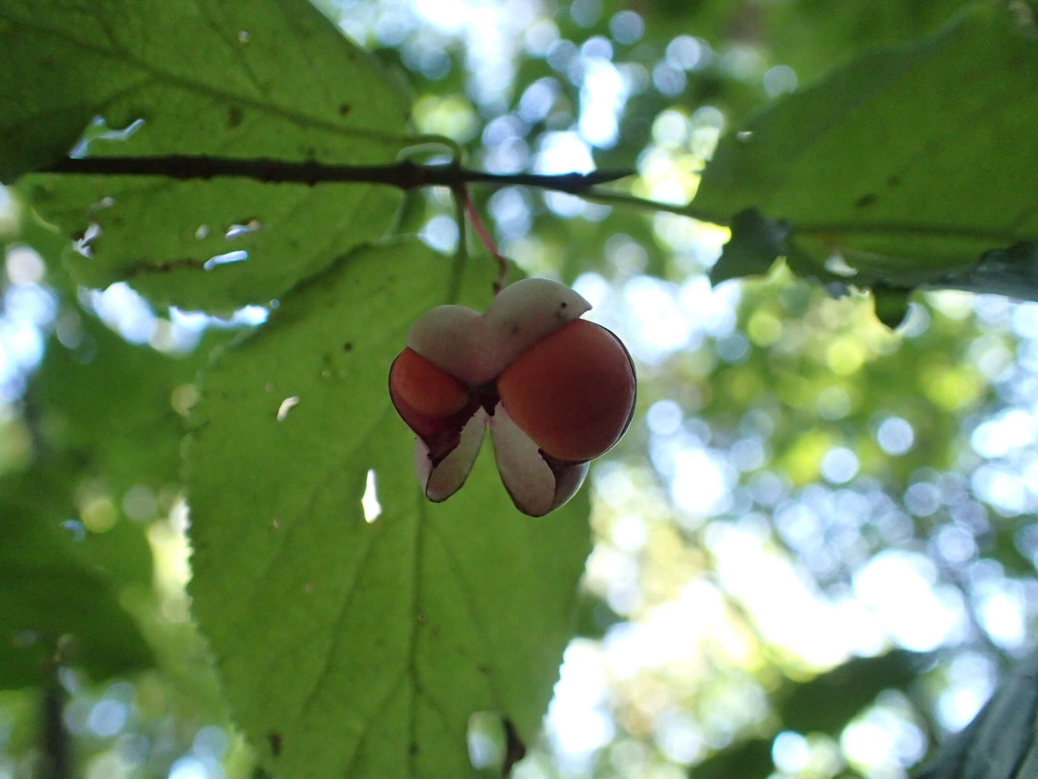 Imagem de Euonymus occidentalis Nutt. ex Torr.