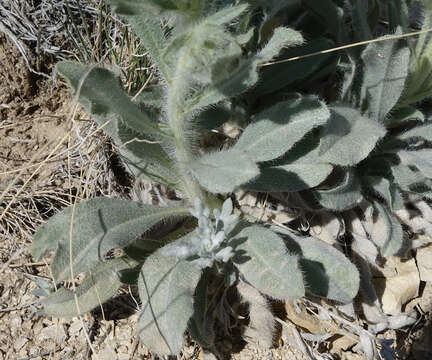 Image of calcareous cryptantha