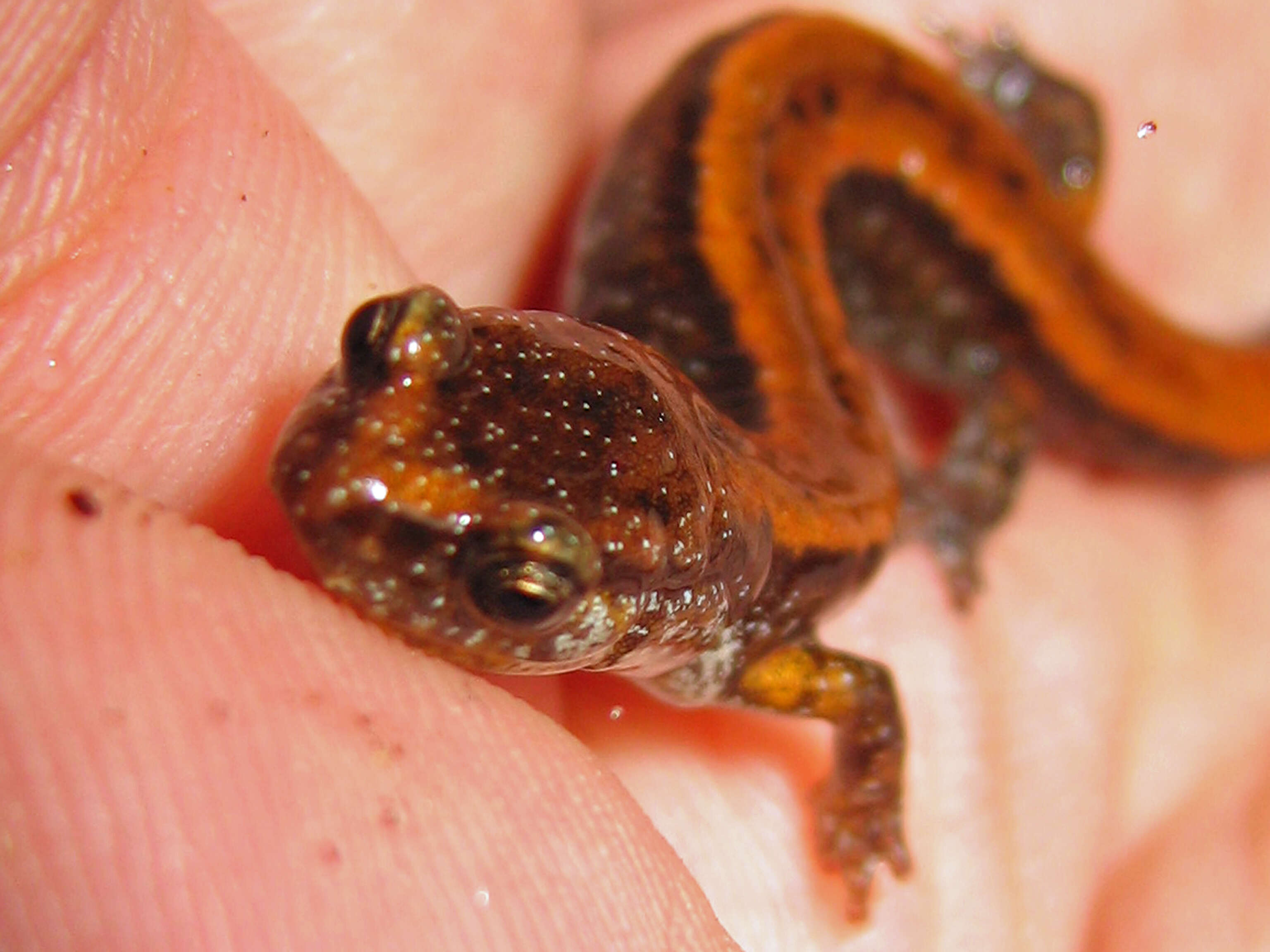 Image of Western Redback Salamander