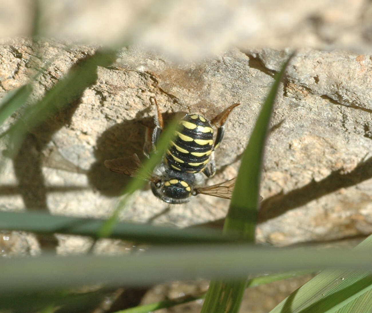 Image of Spot-fronted Wool-carder Bee