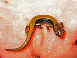 Image of Western Redback Salamander