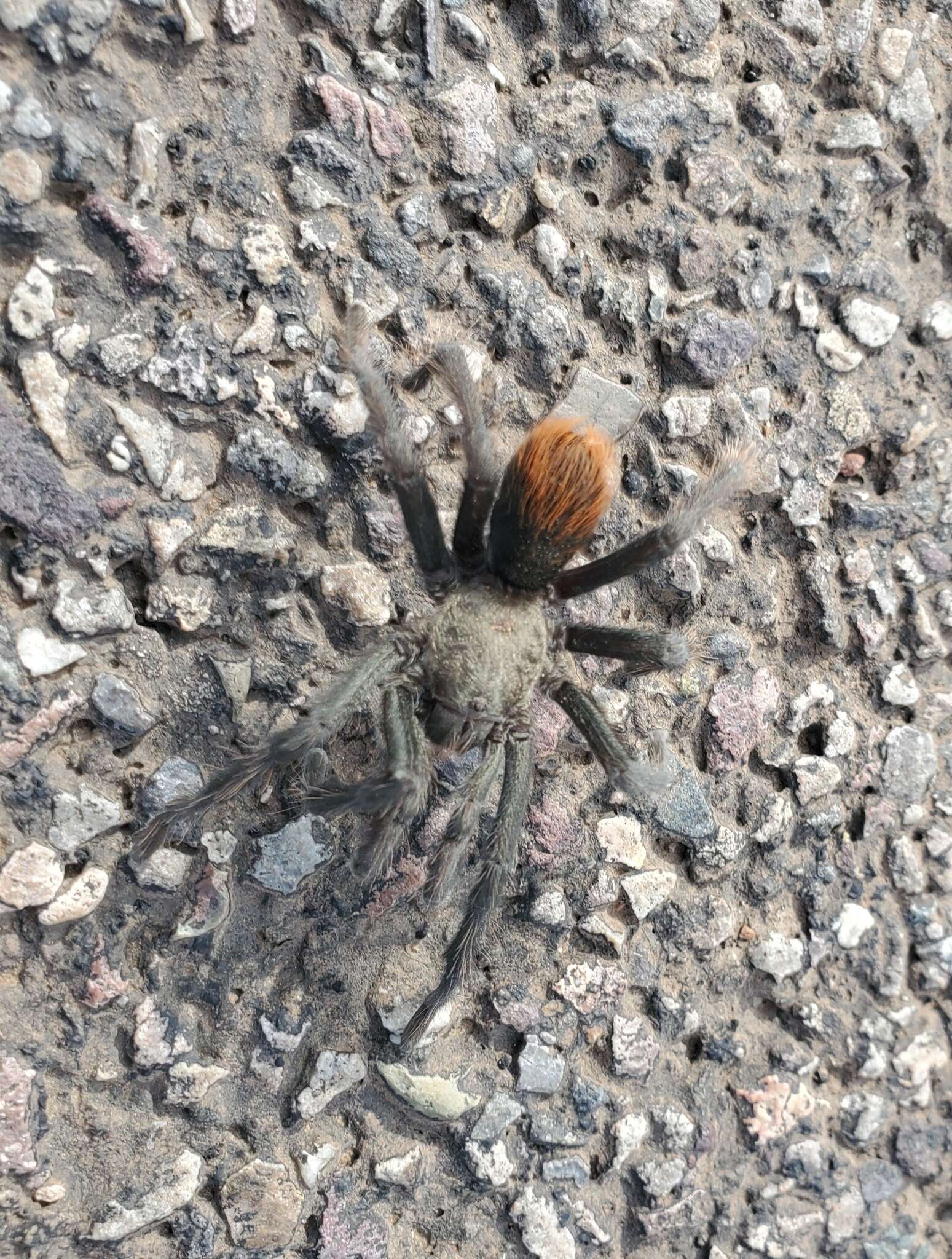 Image de Aphonopelma peloncillo Hamilton, Hendrixson & Bond 2016