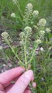 Image of field pepperweed