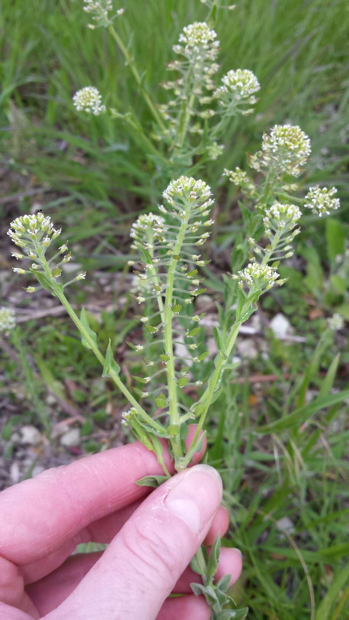 Image of field pepperweed