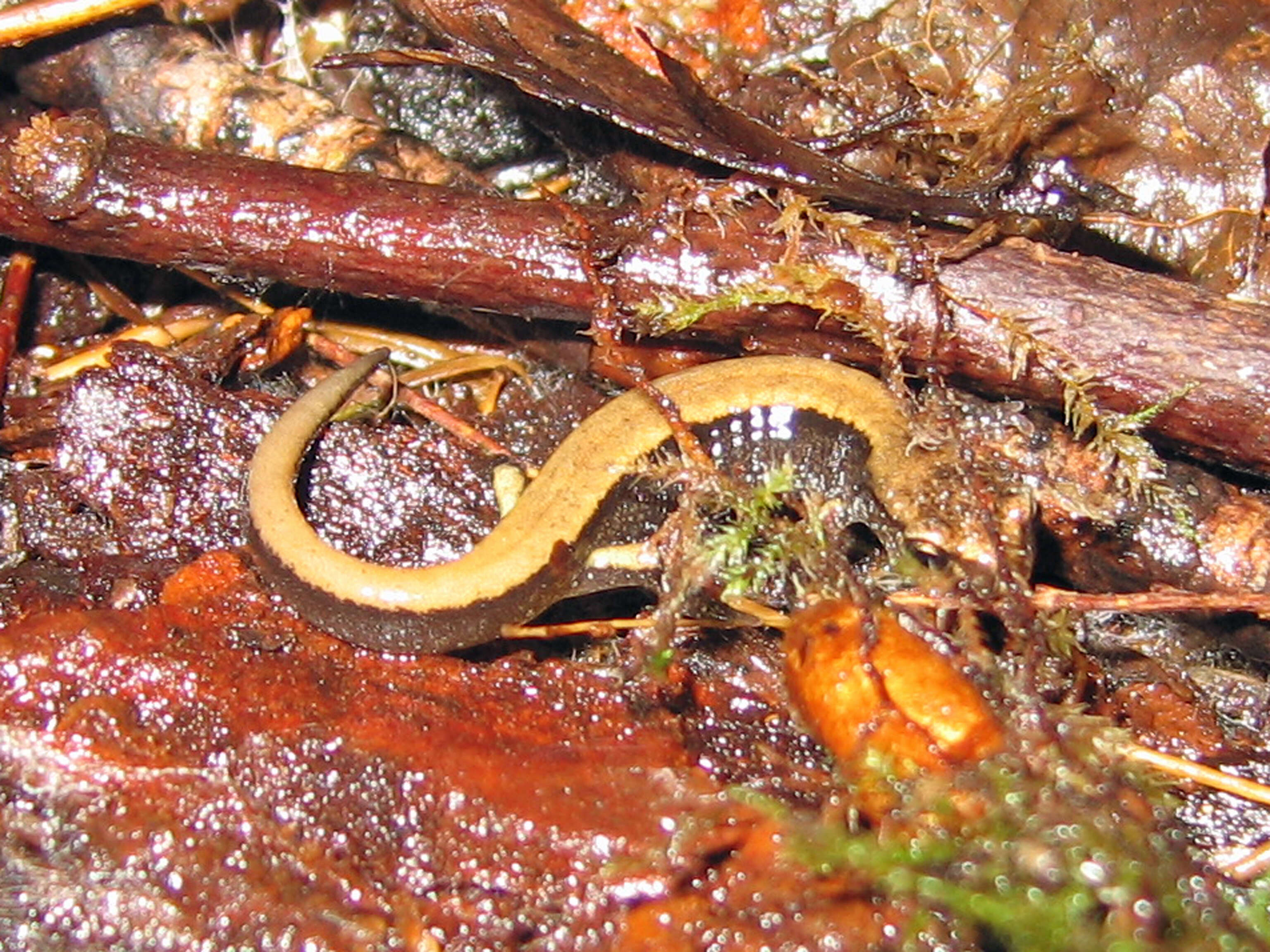 Image of Western Redback Salamander