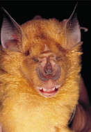 Image of Sakeji Horseshoe Bat