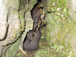 Image of Cottonmouth