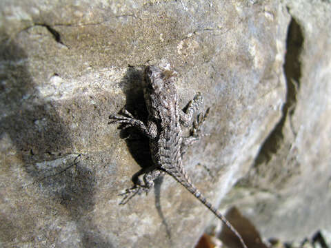 Image of Eastern Fence Lizard