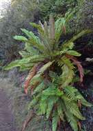 Image of Lomariocycas cycadifolia (Colla) Gasper & A. R. Sm.