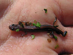 Plethodon dorsalis Cope 1889 resmi