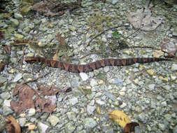 Image of Cottonmouth