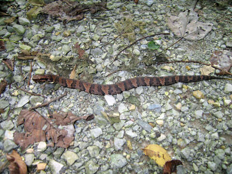 Image of Cottonmouth