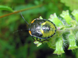 Image of Green stink bug