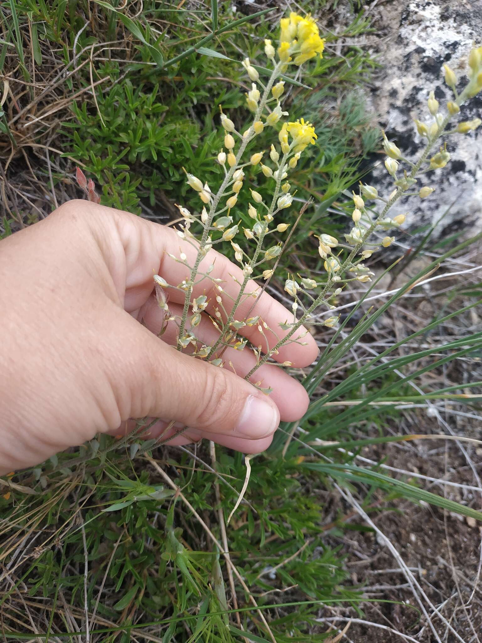 Sivun Alyssum calycocarpum Rupr. kuva