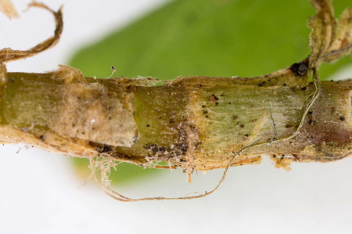 Plancia ëd Silene flos-cuculi (L.) Greuter & Burdet