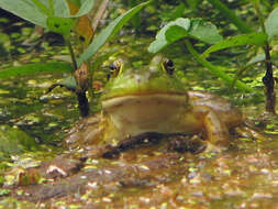 Слика од Lithobates catesbeianus (Shaw 1802)