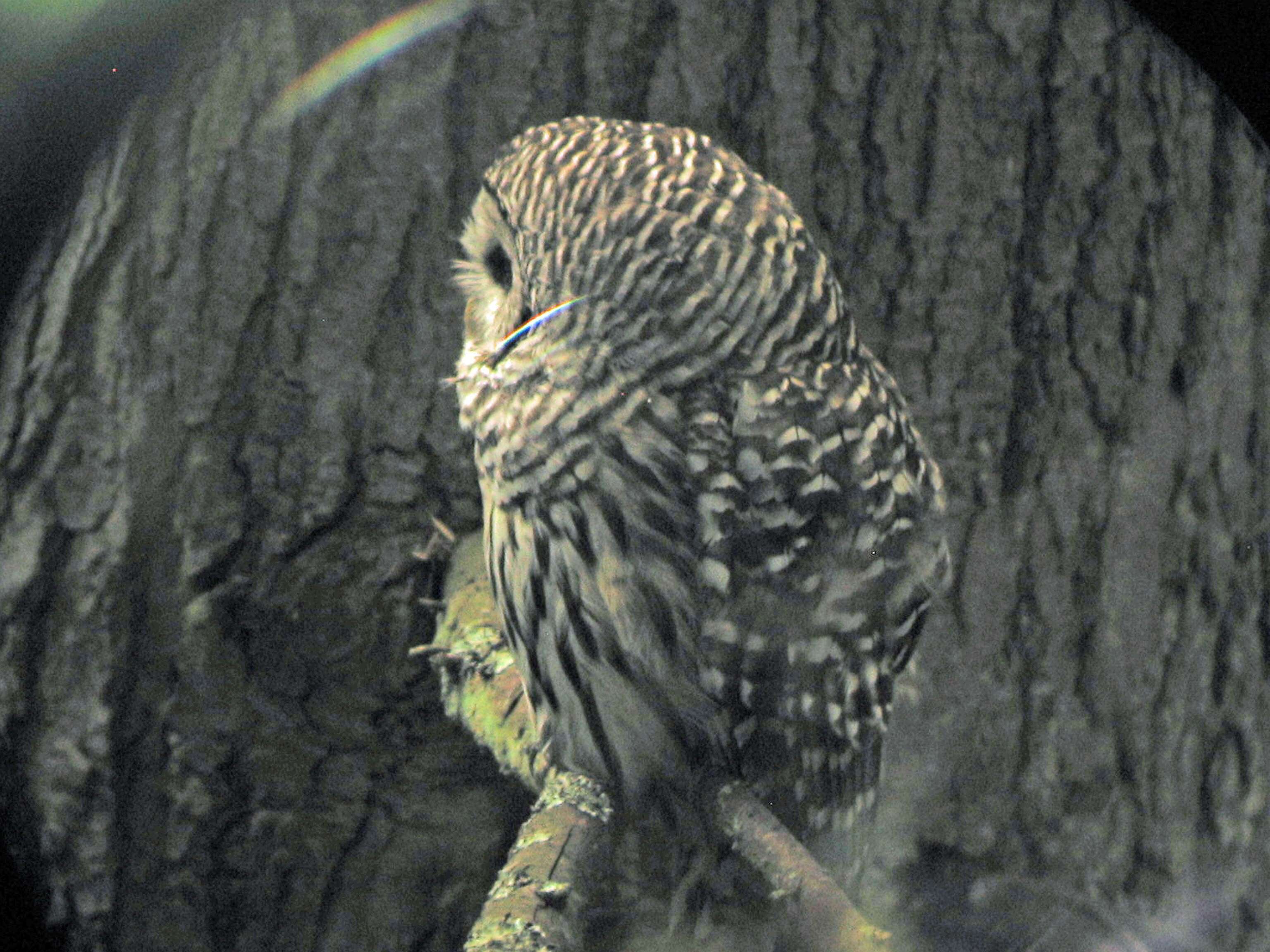 Image of Barred Owl