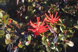 Image of Chilean firebush