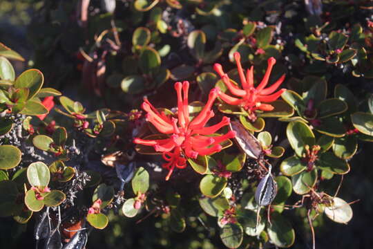 Слика од Embothrium coccineum J. R. Forster & G. Forster