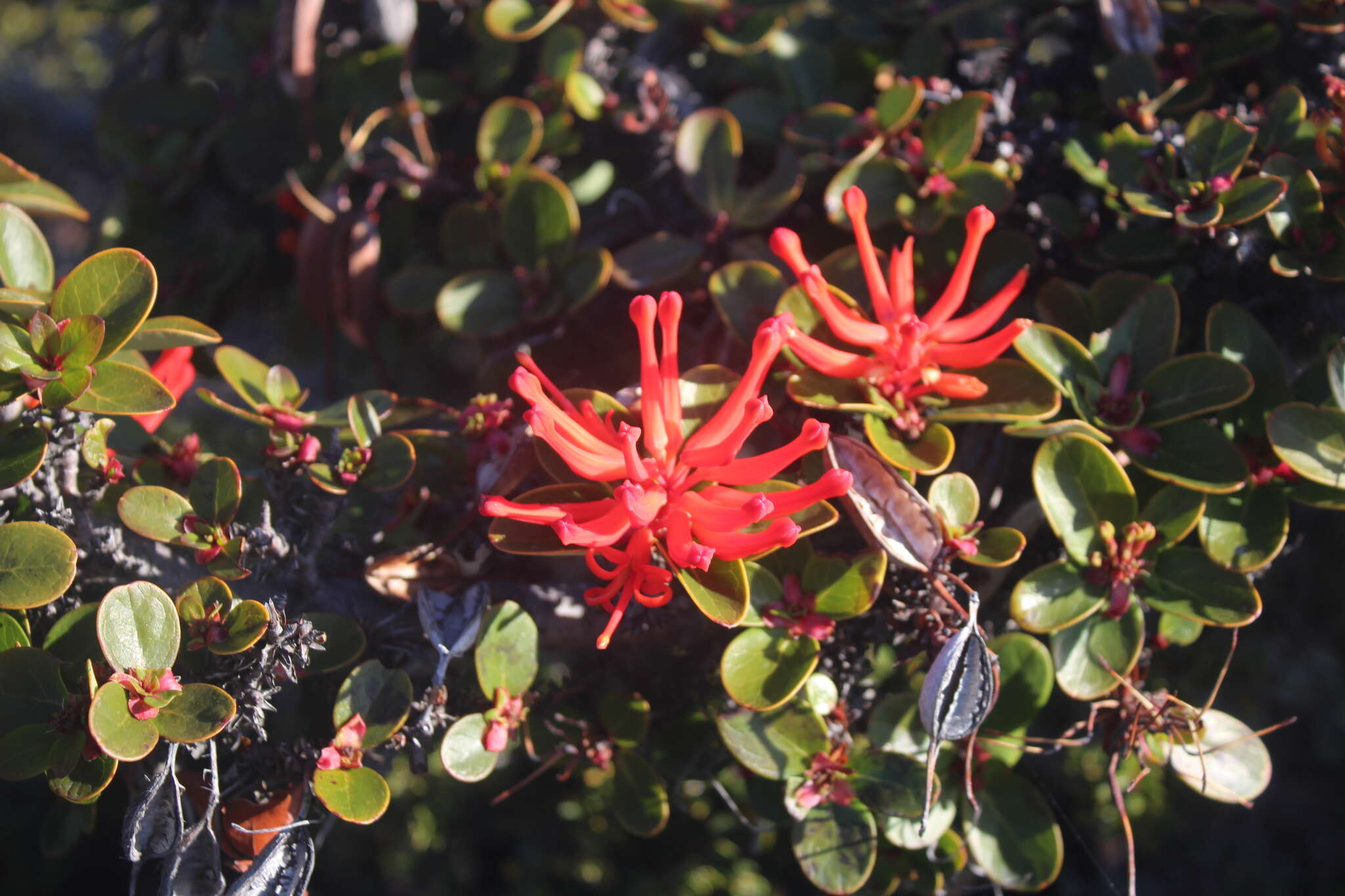 Imagem de Embothrium coccineum J. R. Forster & G. Forster