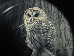 Image of Barred Owl