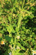 Image of night-flowering campion