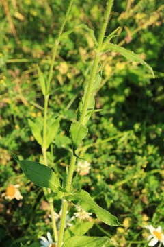 Imagem de Silene noctiflora L.