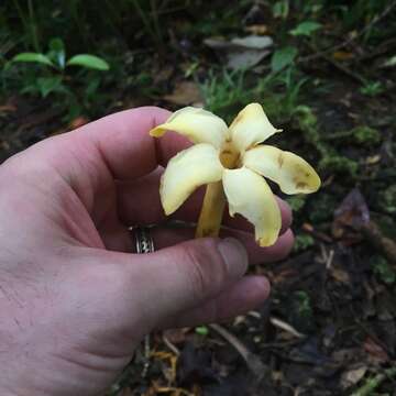 Image of Fagraea berteroana A. Gray ex Benth.