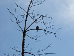 Image of Northern Pygmy Owl