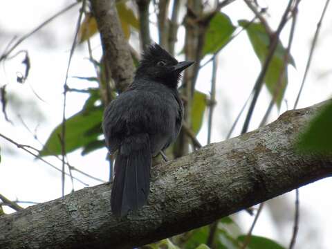 Image of Tufted Antshrike