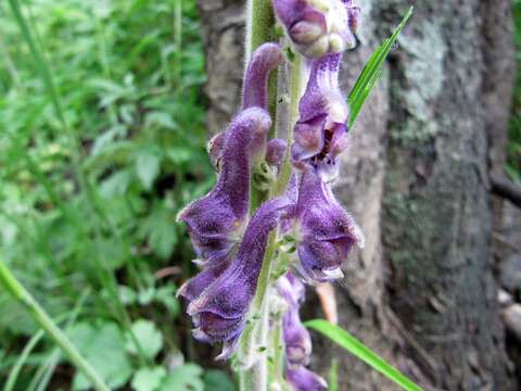 Image of Aconitum desoulavyi Komarov