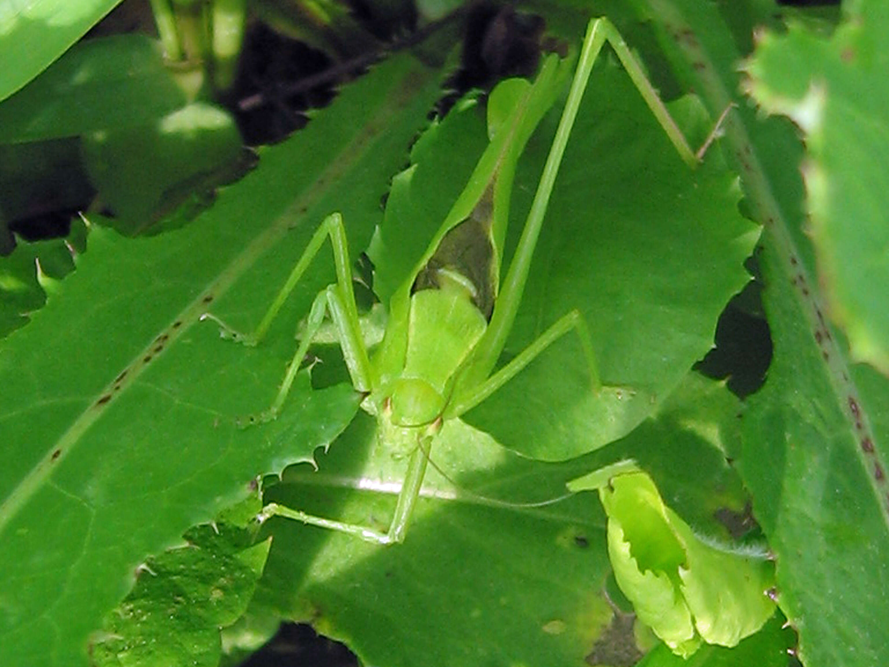 Image of Oblong-winged Katydid