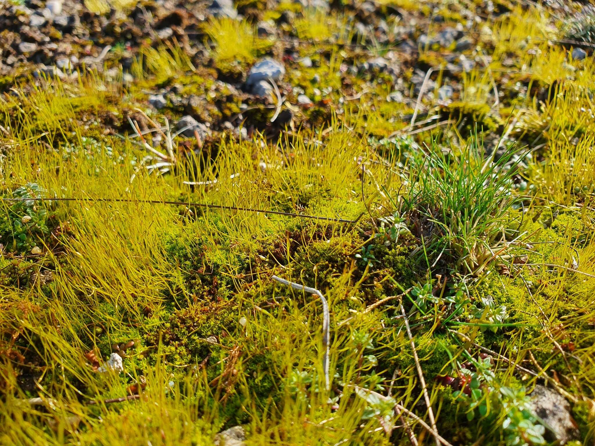 Image of Streblotrichum convolutum (Hedw.) P. Beauv.