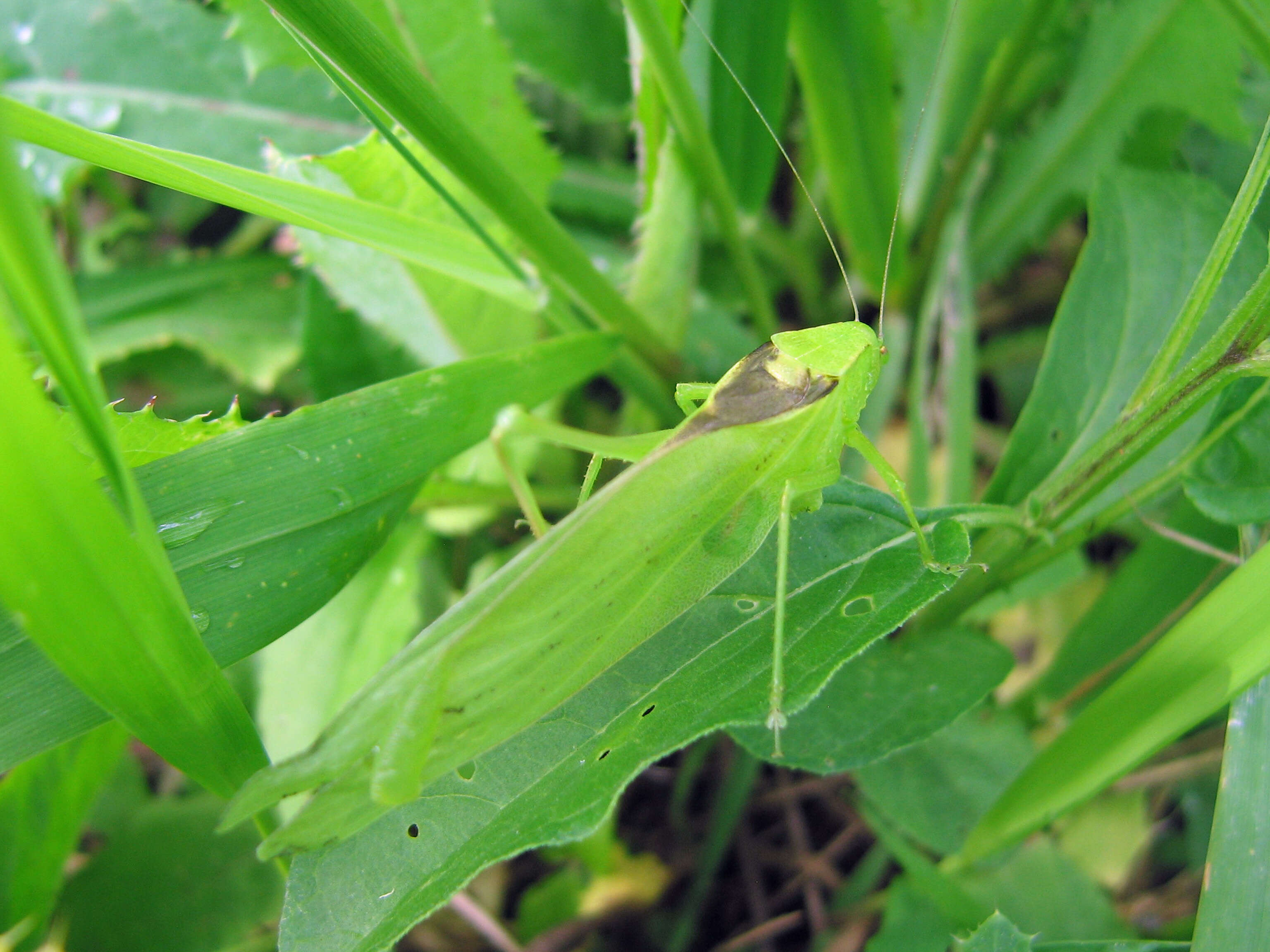 Image of Oblong-winged Katydid