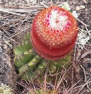 Melocactus ernestii Vaupel resmi