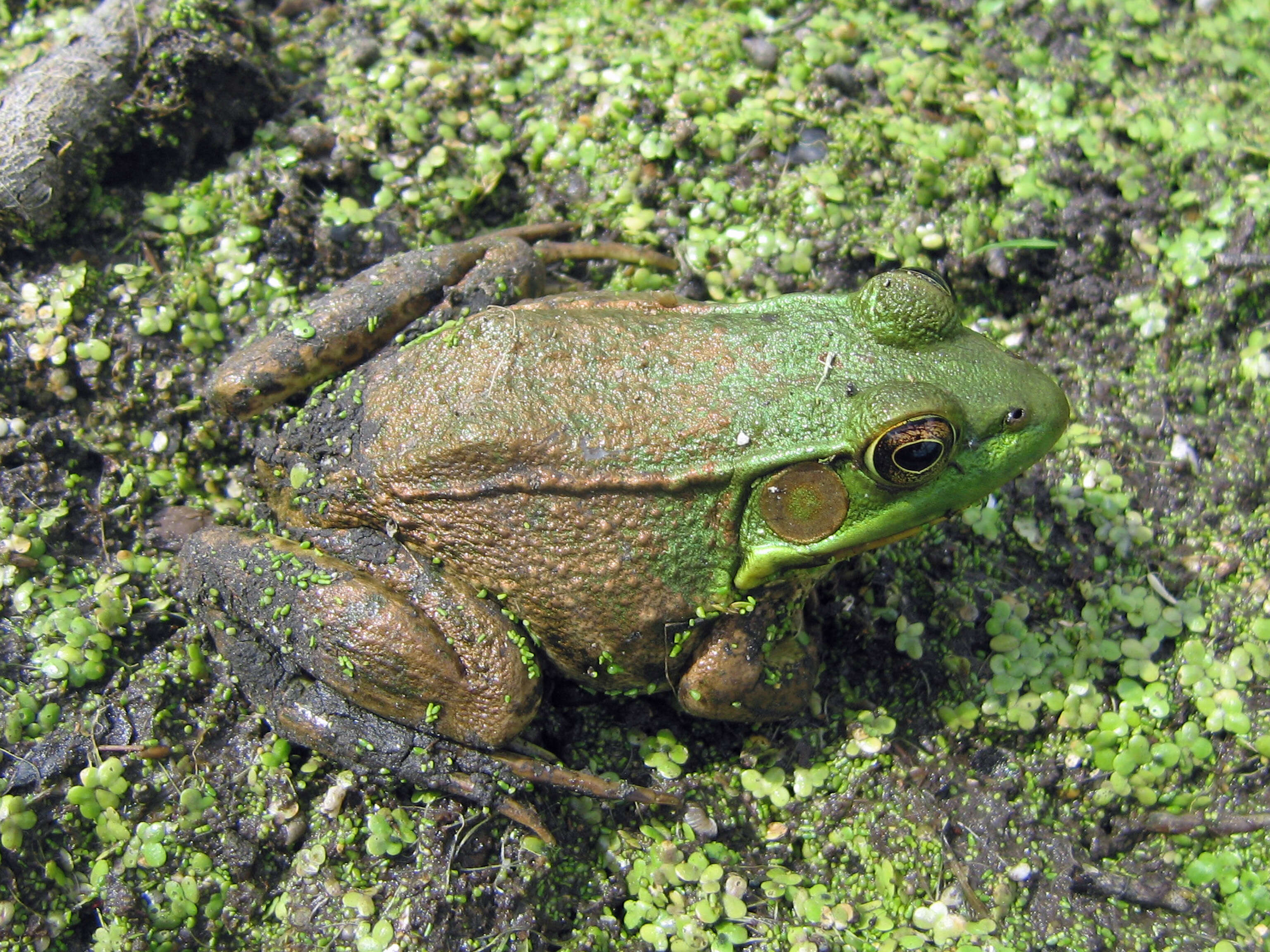 Image of Green Frog