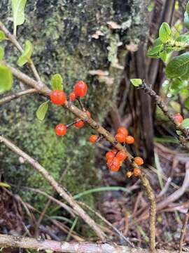 Image de Coprosma ochracea W. R. B. Oliv.