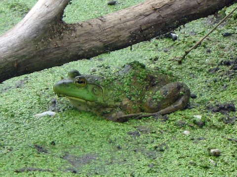 Image of American Bullfrog