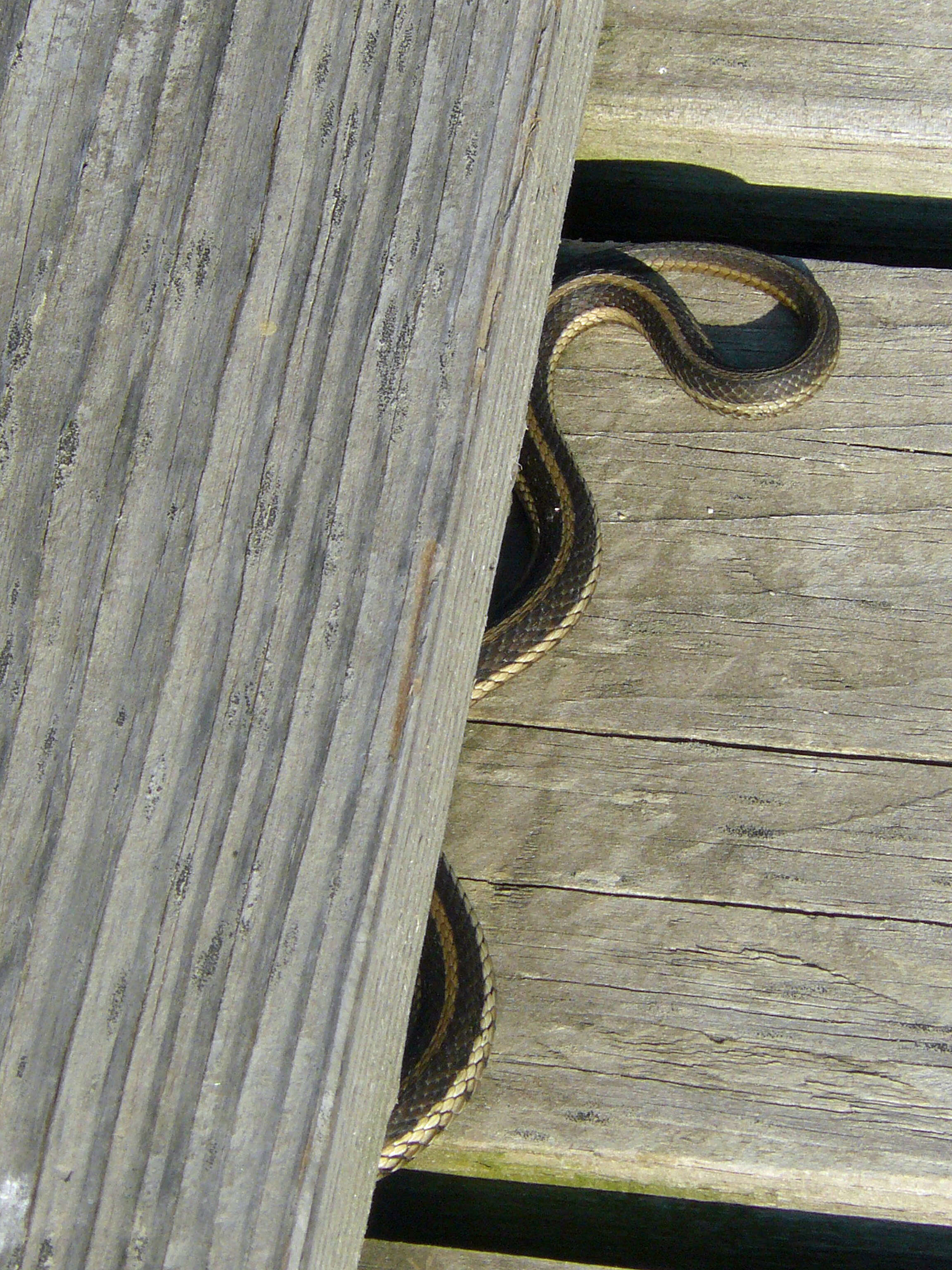 Image of Common Garter Snake