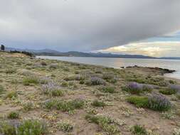 Image of Wyoming Sand Verbena
