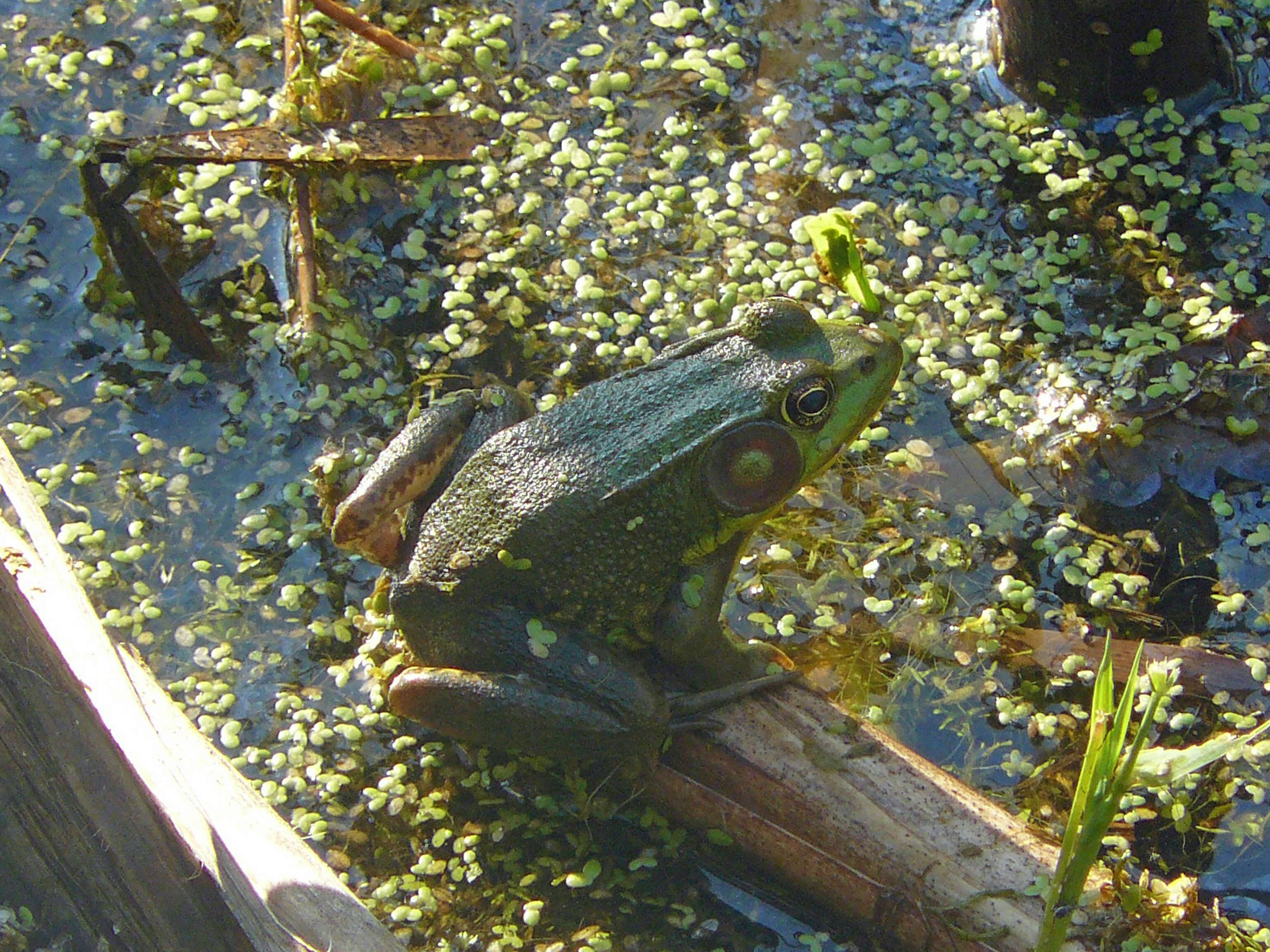 Image of Green Frog