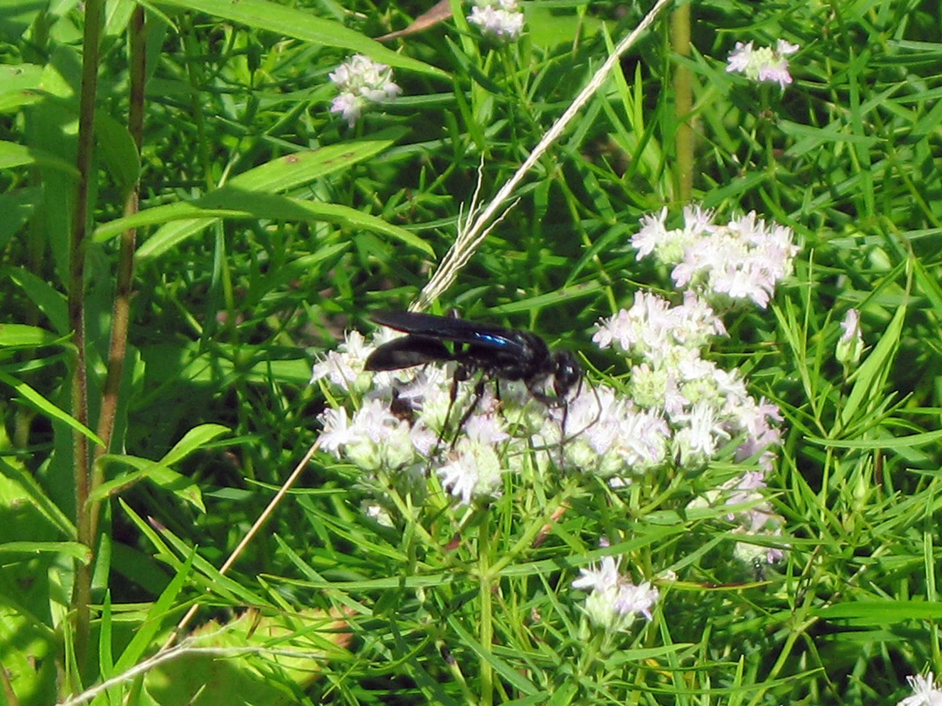 Image of Great Black Wasp