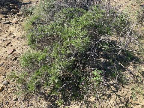 Plancia ëd Encelia stenophylla Greene