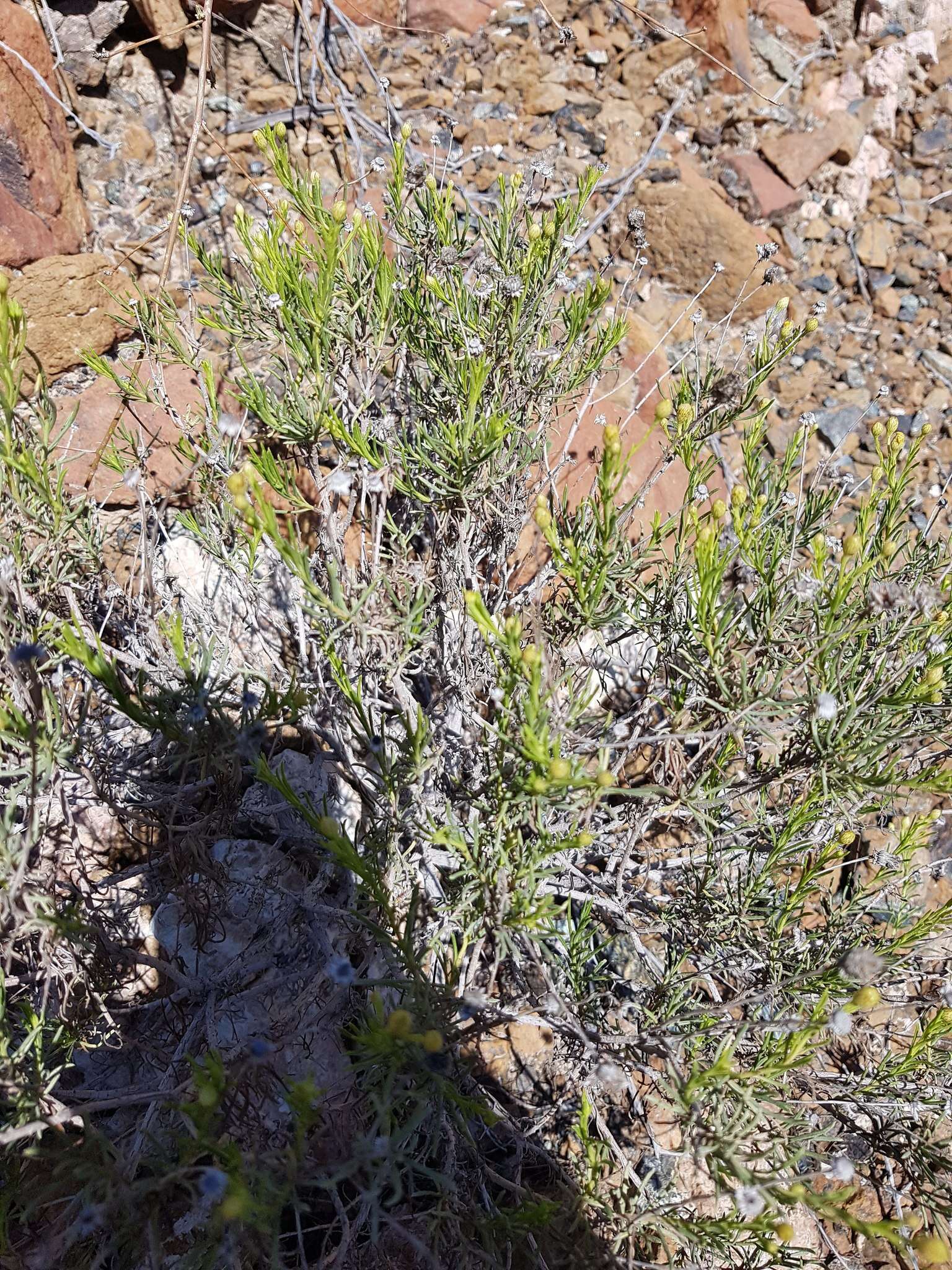 Image of Pulicaria glutinosa (Boiss.) Jaub. & Spach