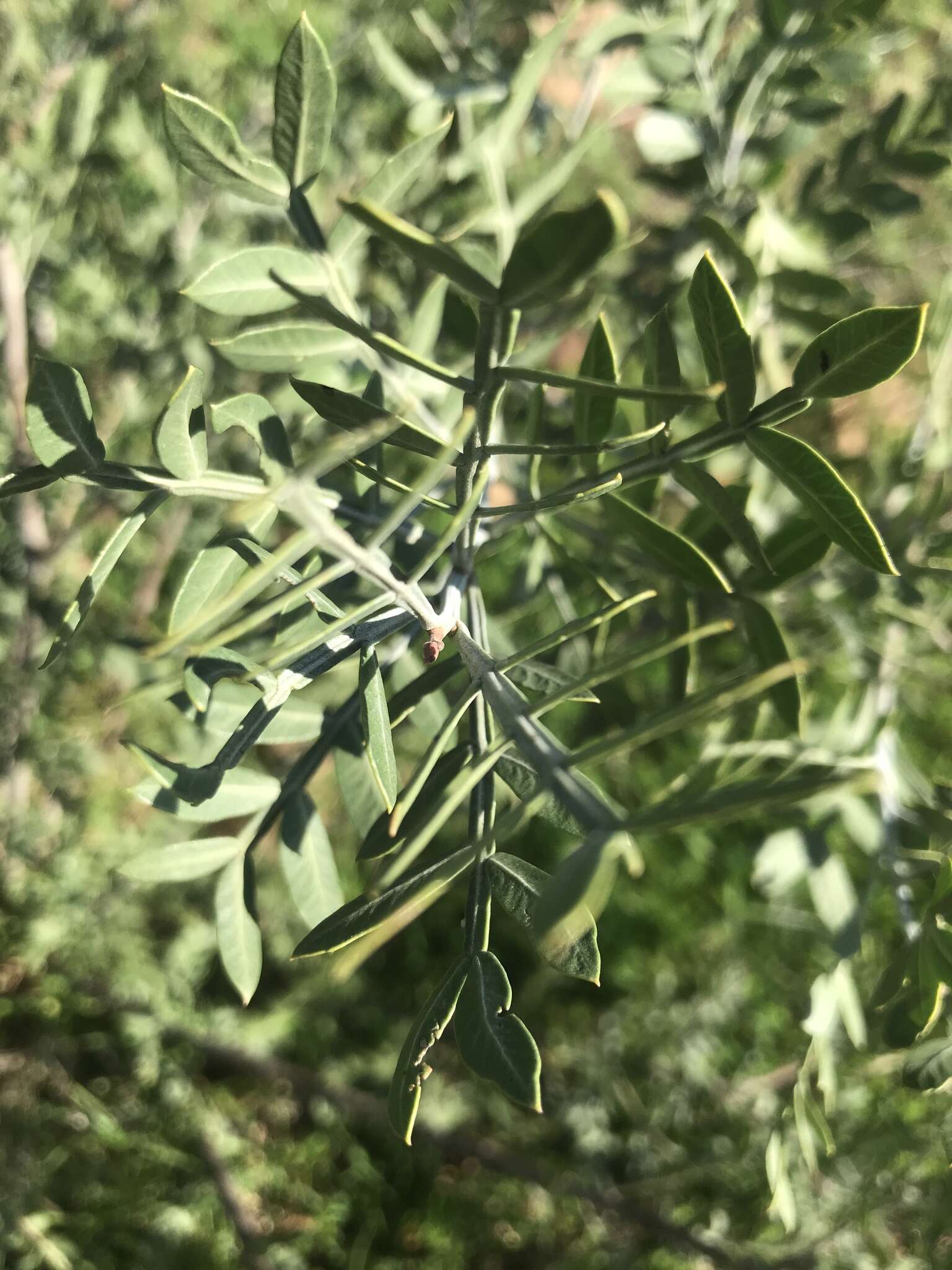 Image de Schinus lentiscifolia March.